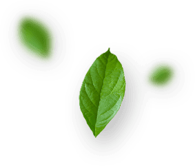 Free PNG Download: Green Leaf Image