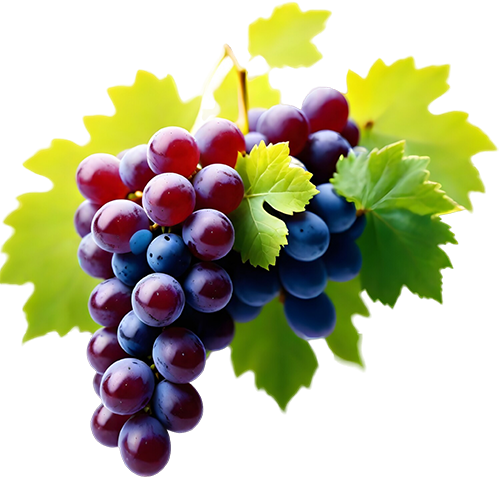 Fresh Grapes: Free PNG Image