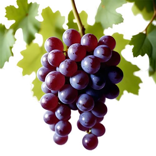 Freshly Picked Grapes: Free PNG Image