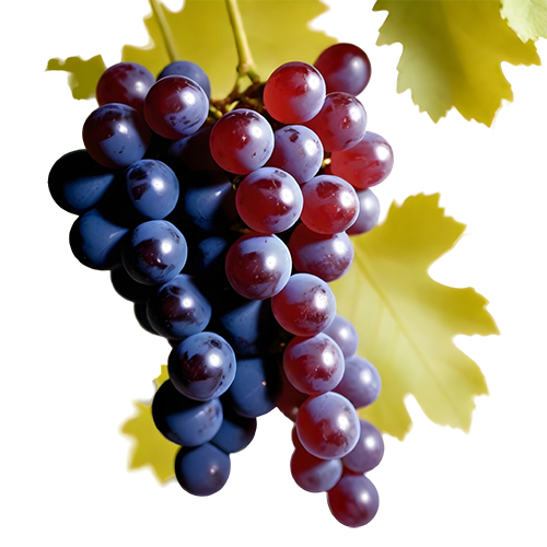 Sumptuous Red Grapes: Free PNG Image