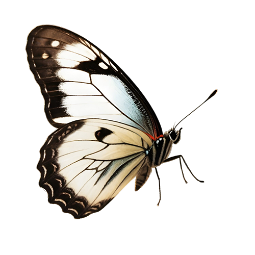 Free PNG Image of Black Butterfly | FreePNG.net