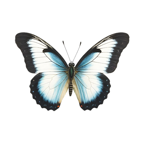 Free PNG Image of Black Butterfly - Transparent Background | FreePNG.net