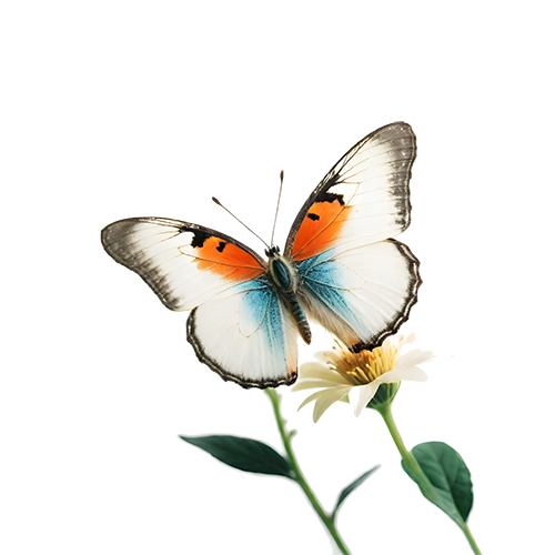 Free PNG Image of White and Orange Butterfly | FreePNG.net