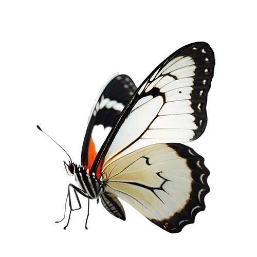 Free PNG Image of Orange and White Butterfly - Transparent Background | FreePNG.net