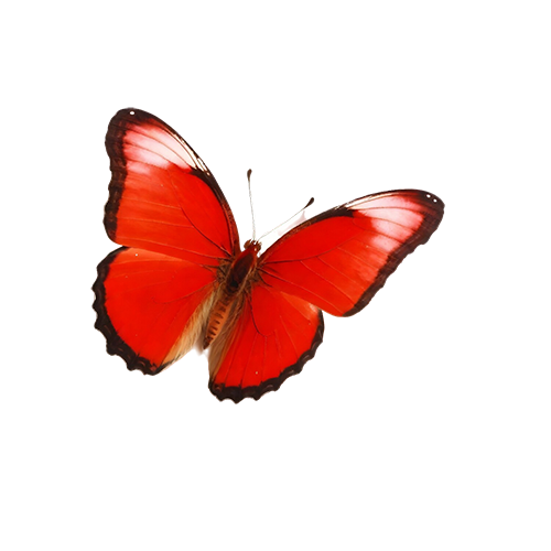 Free PNG Image of Red Butterfly - Transparent Background | FreePNG.net