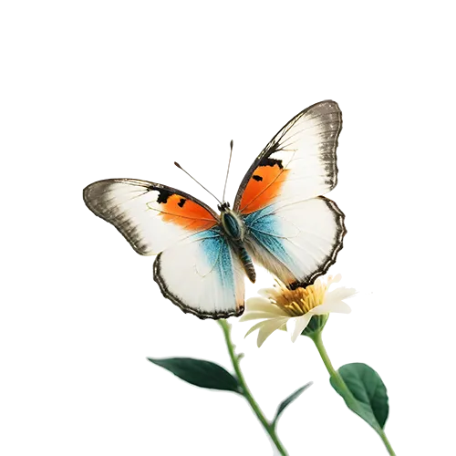 Butterfly resting on a flower