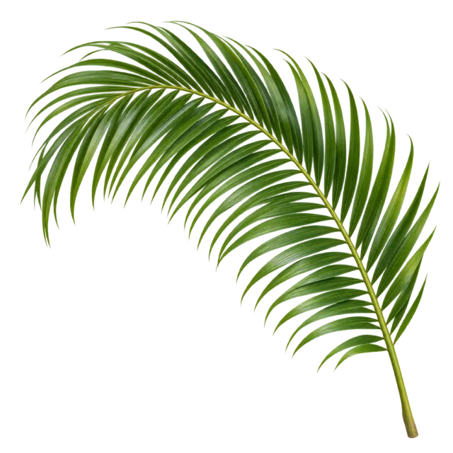 Single arching palm frond with long narrow green leaflets