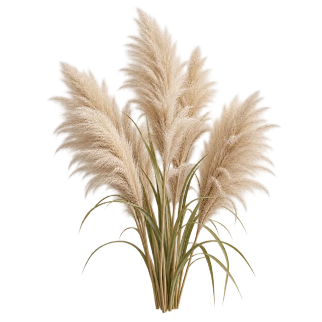 Cluster of tall beige feathery pampas plumes with slender stems and leaves