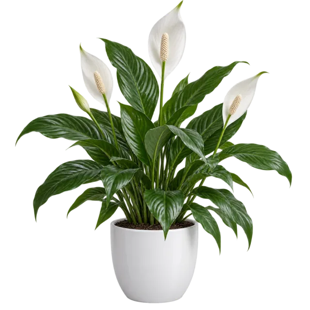 Green peace lily with white flower spathes in a rounded white pot