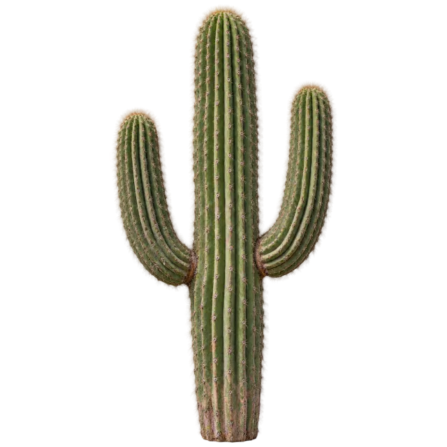 Tall ribbed green cactus with two upward-curving arms and fine spines