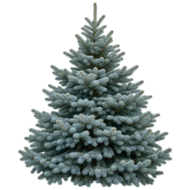 Dense conical spruce tree with layers of blue-green needle-covered branches