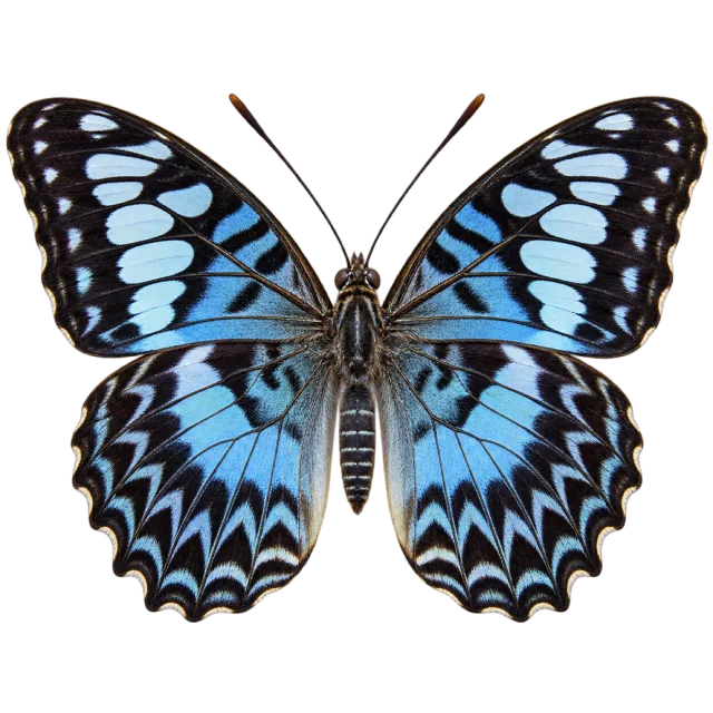Butterfly illustration with pale blue wing panels, dark borders and scalloped lower wings