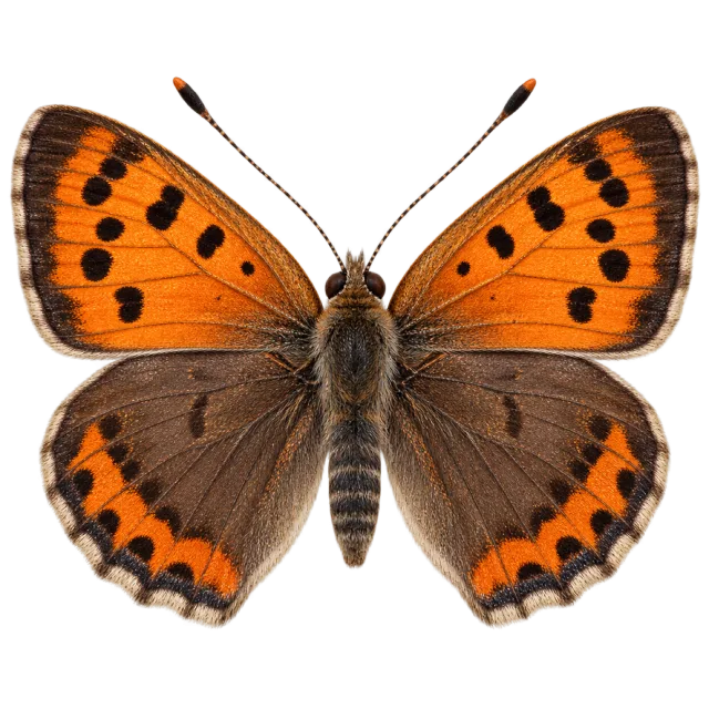 Small butterfly illustration with orange upper wings, brown lower wings and dark spots