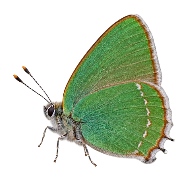 Side-view butterfly illustration with closed green wings, fine pale markings and slender legs