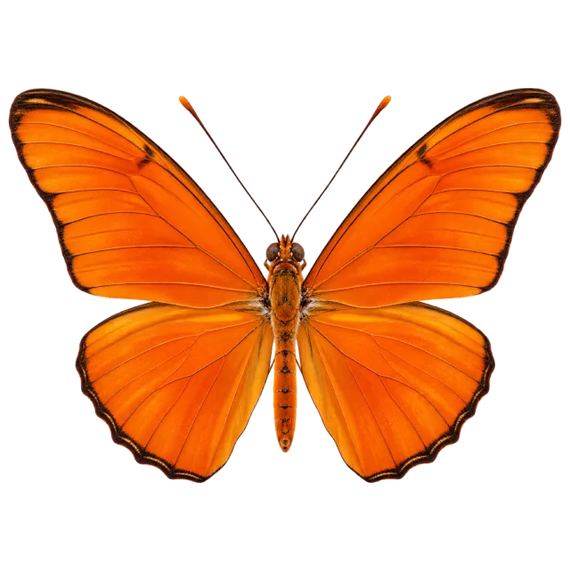 Butterfly illustration with elongated orange wings, fine veins and narrow dark borders
