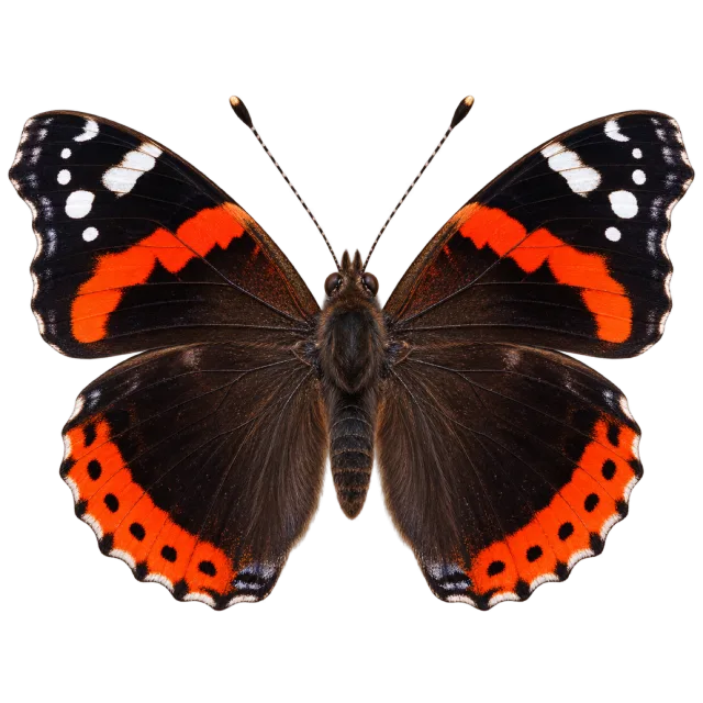 Dark butterfly with red-orange wing bands and white markings near the upper tips