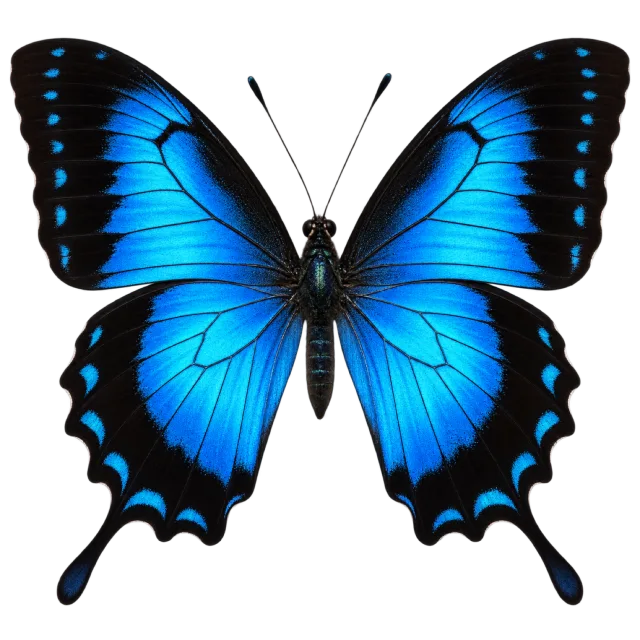 Butterfly illustration with electric blue wings, broad black borders and long lower tails