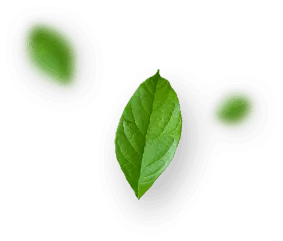 Single green leaf surrounded by blurred leaves against a pale background