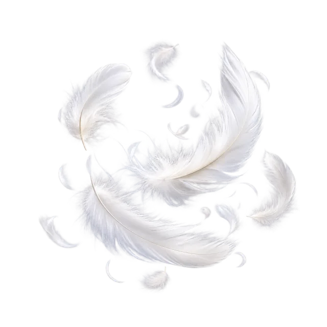 Loose white feathers drift along a curved trail