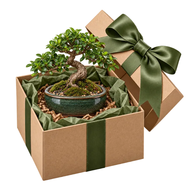 A small bonsai-style tree sits in an open kraft-colored box with a green ribbon