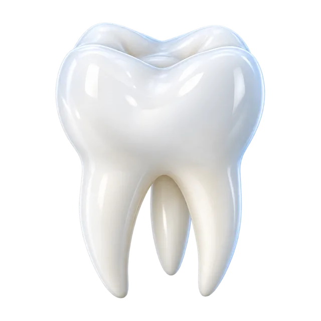 A white tooth model shows a rounded crown and roots