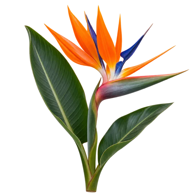 Orange and blue bird of paradise flower with pointed petals and broad green leaves on a transparent background