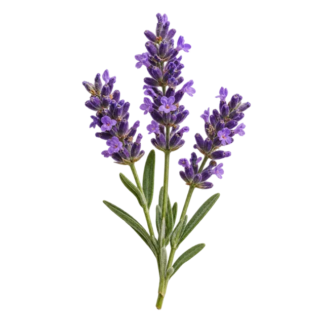 Three purple lavender flower spikes on slender stems with narrow leaves on a transparent background