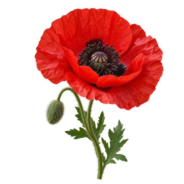 Red poppy with delicate crinkled petals, a dark center and a closed bud on a transparent background