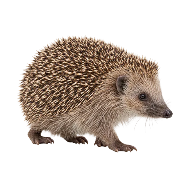 A small brown hedgehog with dense spines, short legs and a pointed snout