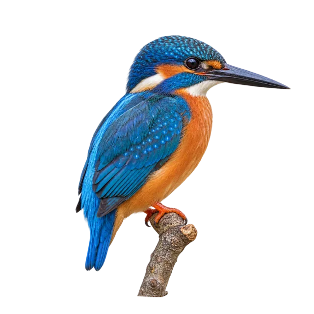 A blue-and-orange kingfisher with a long dark beak perched on a short branch
