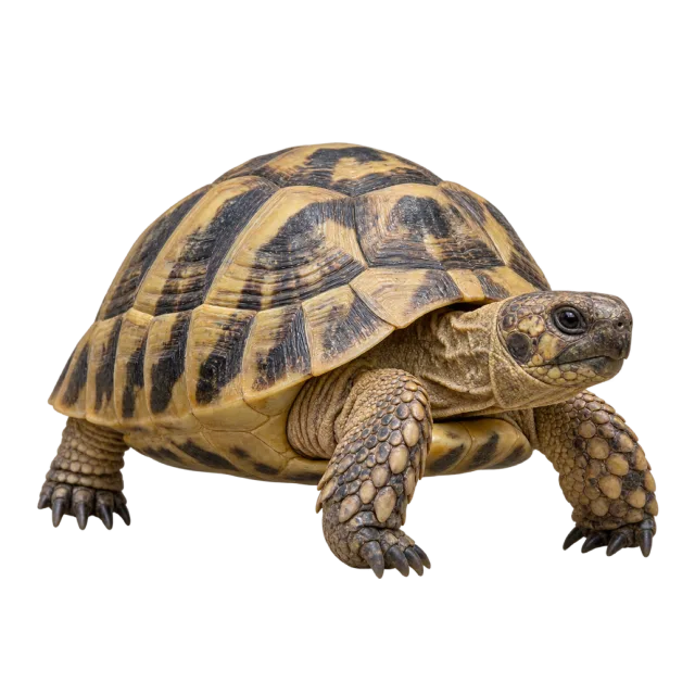 A walking tortoise with a domed yellow-and-brown patterned shell and scaly legs