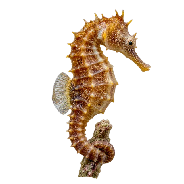 A golden-brown seahorse with a curled tail and a ridged body shown in side view