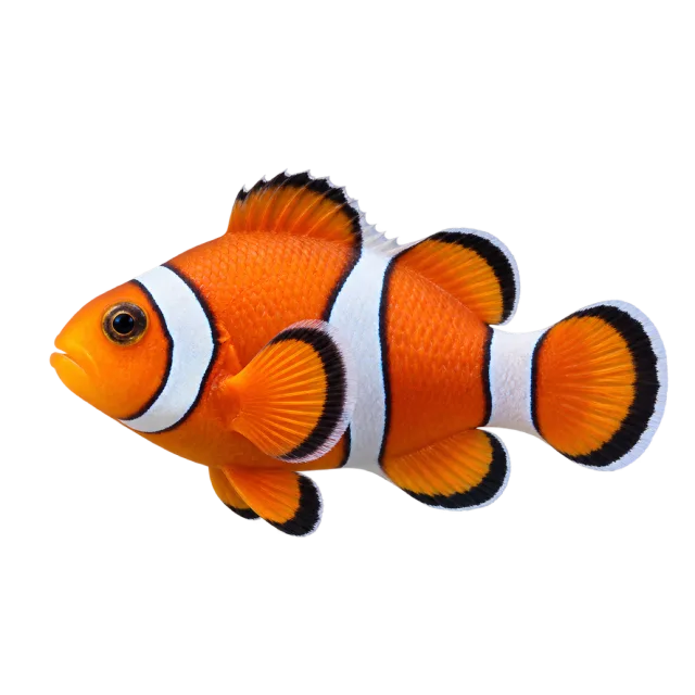 An orange clownfish with white bands edged in black and rounded fins