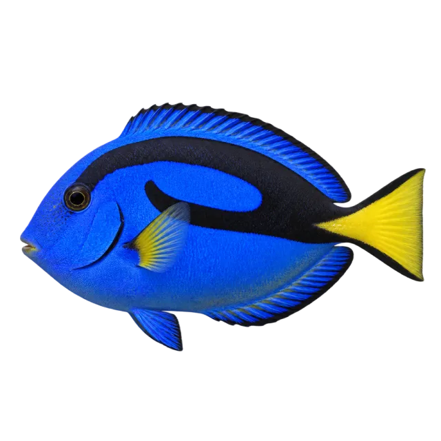 A blue fish with black body markings, a yellow tail and a small yellow side fin
