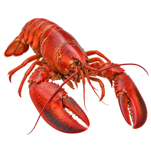 A red lobster with large claws, long antennae and a segmented tail