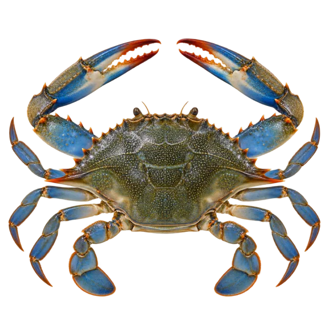 A crab with an olive shell and blue-edged claws and legs spread outward