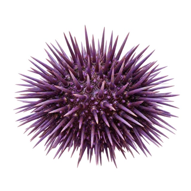 A rounded purple sea urchin covered in long pointed spines