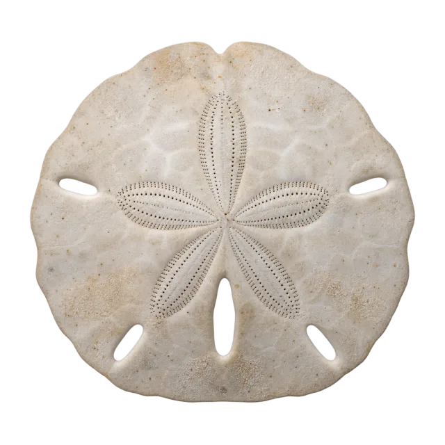 A flat pale sand dollar with a five-petaled central pattern and elongated openings
