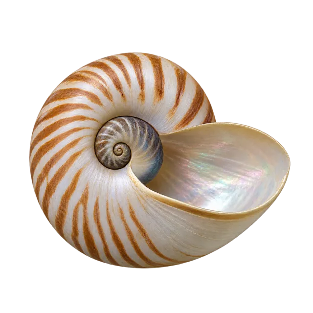 A cream-and-brown spiral shell with a smooth pearly opening