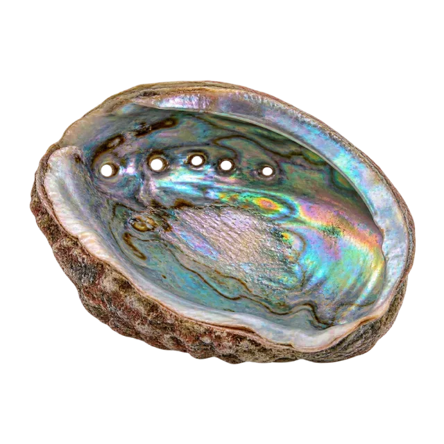 An oval shell with a rough outer edge and a shimmering blue-green interior