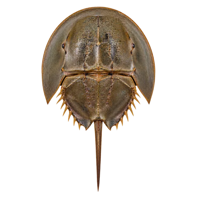 A brown horseshoe crab with a rounded shield-like shell and a long pointed tail