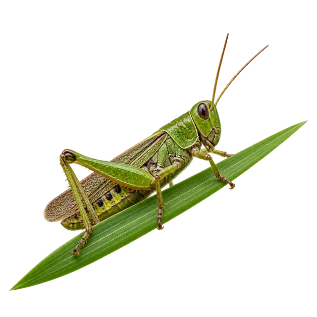 A green grasshopper with long antennae and folded hind legs on a narrow leaf