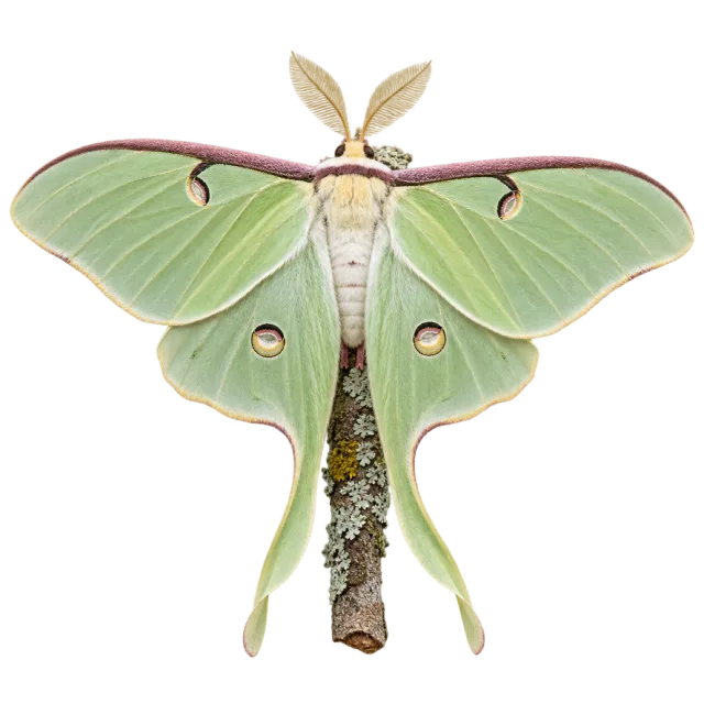 A pale green moth with eye-like wing markings and long curved hindwing tails