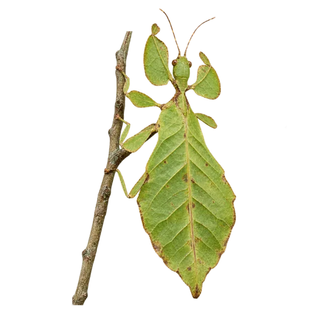 A green insect with a broad leaf-shaped body and leaf-like legs beside a twig