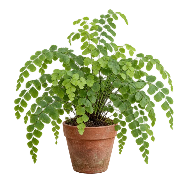 A delicate green fern with many small rounded leaflets growing in a terracotta pot