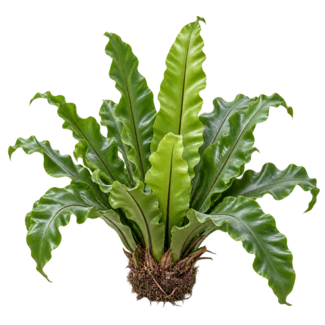 A rosette of broad bright green fern fronds with wavy edges above a brown root base