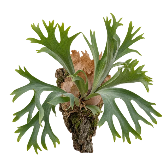 A green fern with antler-shaped fronds and brown basal leaves attached to wood