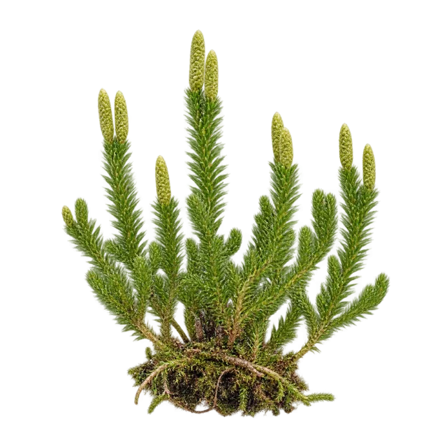 A cluster of narrow green shoots with tiny densely packed leaves and upright tips