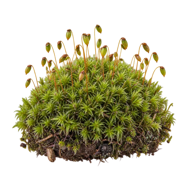 A rounded green moss cushion with slender brown stalks rising above it