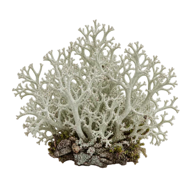 A pale gray-green lichen clump with finely branching stems on a dark base
